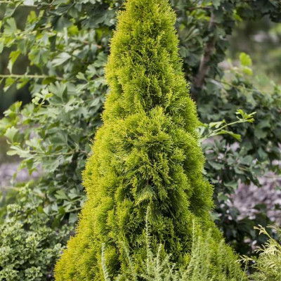 Thuja occidentalis "Golden Smaragd"