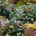 Gaultheria procumbens