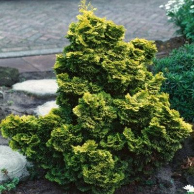 Chamaecyparis obtusa "Nana aurea"