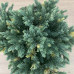 Juniperus squamata "Floriant"