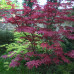 Acer palmatum atropurpureum