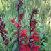 Lobelija cardinalis