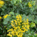 Mahonia aquifolium