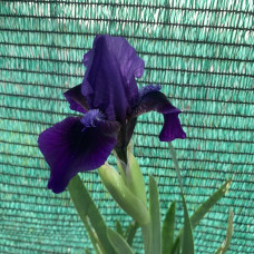 Iris tamno plavi