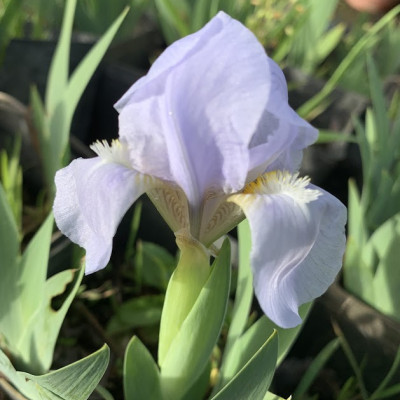 Iris mini svetlo plavi