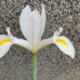 Iris "White Exscelsior"