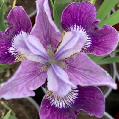 Iris ljubicasti 1