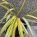 Hakonechloa macra 'Aureola'