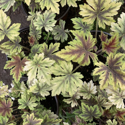 Heuchera tvigi