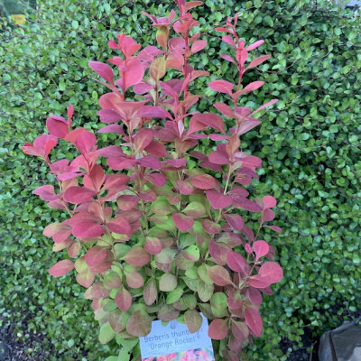 Berberis thunbergii "Orange Rocket"