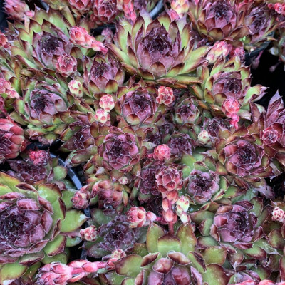 Sempervivum 32