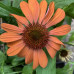 Echinacea "Orange Skipper"