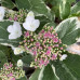 Hydrangea macrophylla tricolor