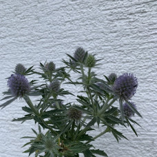 Echinops mini