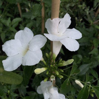 Jasminum officinalis "Affine"