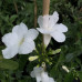 Jasminum officinalis "Affine"