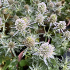 Eryngium little