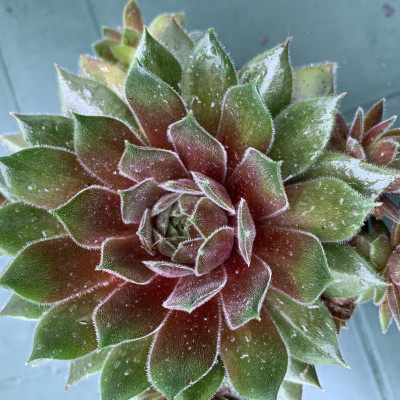 Sempervivum zeleno bordo