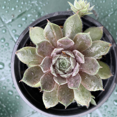 Sempervivum 2