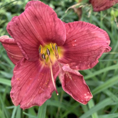 Hemerocallis 3