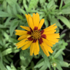 Coreopsis lanceolata “Sterntaler”