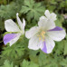 Geranium plavi