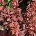 Berberis Thunbergi "Inspiration"