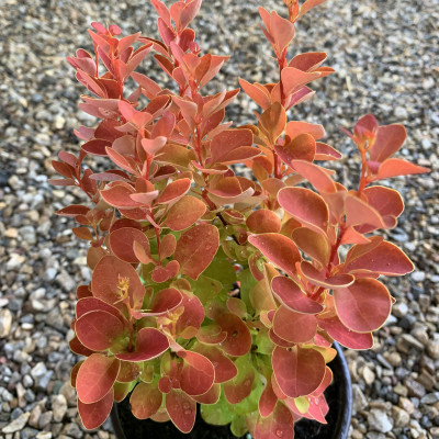 Berberis thunbergii "Orange Ice"