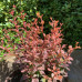 Berberis Thunbergi "Inspiration"