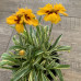 Coreopsis "Calypso"