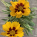 Coreopsis "Calypso"