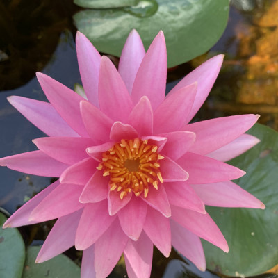 Nymphaea rosea 1