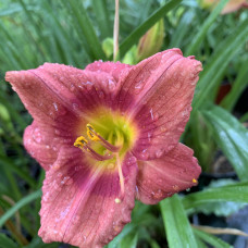 Hemerocallis 4