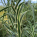 Arundo donax versicolor