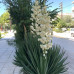 Yucca filamentosa