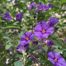 Solanum rantonnetti 'Royal Robe'