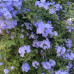 Plumbago