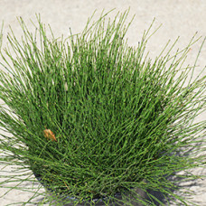 Equisetum scirpoides