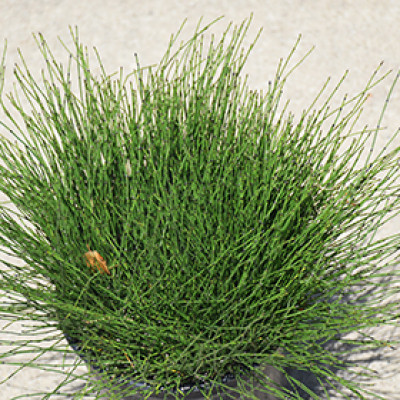 Equisetum scirpoides