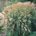 Miscanthus sinensis "Yokushima Dwarf"