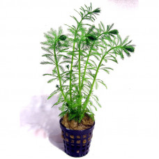 Myriophyllum aquaticum