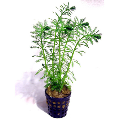 Myriophyllum aquaticum