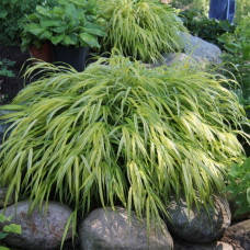 Hakonechloa macra 'Aureola'