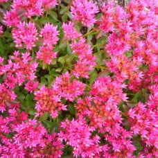 Sedum spurium "Coccineum"