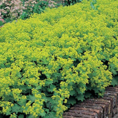 Alchemilla mollis mini