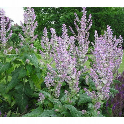 Muscantna salvia - Salvia sclarea