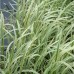 Typha latifolia variegata