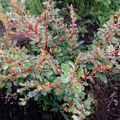 Berberis "Natasha"