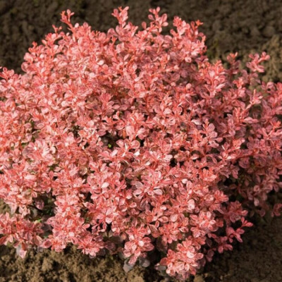 Berberis Thunbergi "Inspiration"