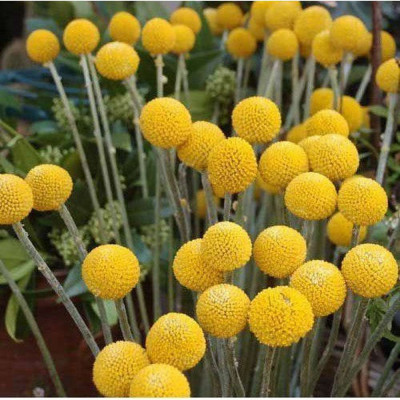 Pycnosorus Globosus 'Billy Buttons' 